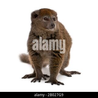 Lac Alaotra Bambuslemur, Hapalemur alaotrensis, 11 Jahre alt, vor weißem Hintergrund Stockfoto