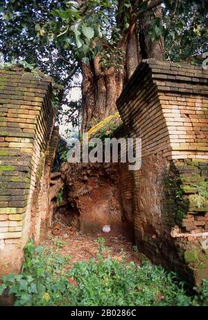 Wat Phra That Chedi Luang ist der wichtigste Tempel der alten historischen Stadt Chiang Saen. Der achteckige Chedi, der einzige Überrest, der vom alten Tempel übrig geblieben ist, wurde 1331 erbaut. Die historische Stadt Chiang Saen, die am Westufer des Mekong gegenüber von Laos liegt, stammt aus dem 12. Jahrhundert. Es war ein wichtiger Teil des Lanna-Königreichs von König Mangrai, das ursprünglich seine erste Hauptstadt war. Stockfoto