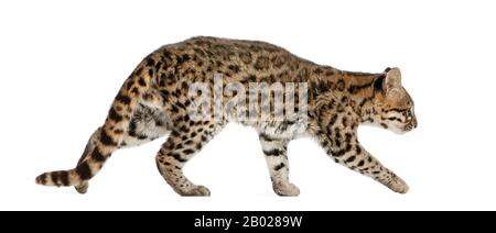 Oncilla, Leopardus tigrinus, 19 Jahre alt, vor weißem Hintergrund Stockfoto