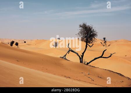 Trockener Baum inmitten von Sanddünen gegen Wüstenlandschaft. Abu Dhabi, Vereinigte Arabische Emirate Stockfoto