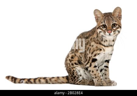 Oncilla, Leopardus tigrinus, 19 Jahre alt, sitzt vor weißem Hintergrund Stockfoto