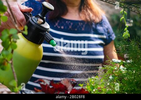 Sprühen von Wasser aus einer Sprühflasche auf eine Hausanlage. Die Wirtin kümmert sich früh am Morgen um die Hausanlagen. Stockfoto