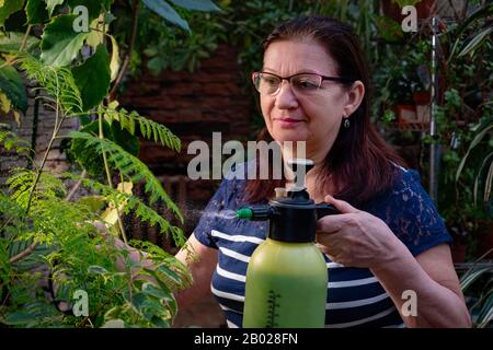 Seniorin, die sich um Hausanlagen kümmert, sprüht eine Pflanze mit Wasser aus einer Sprühflasche. Eine ältere Frau mit Brille macht Hausarbeit Stockfoto