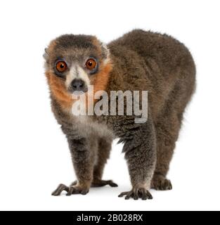 Männliche Mongoosemur, 26 Jahre alter Eulemur Mongoz vor weißem Hintergrund Stockfoto