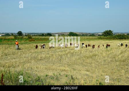 Poros, Griechenland - 18. September 2016: Nicht identifizierter Ziegenhirte mit Ziegen auf trockener Weide in Evros Gebiet Stockfoto