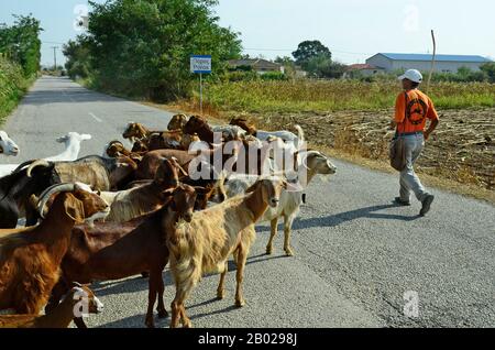 Poros, Griechenland - 18. September 2016: Unbekannter Ziege Herder mit Ziegen auf die ländliche Straße in Evros Bereich Stockfoto