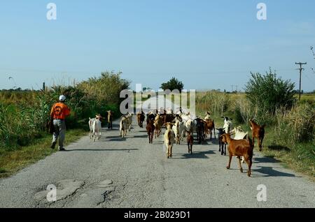 Poros, Griechenland - 18. September 2016: Nicht identifizierter Ziegenhirte mit Ziegen im Evros-Delta Stockfoto