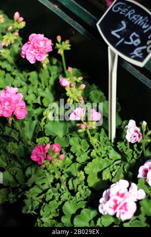 Blumen auf einem Markt in Paris, Frankreich. Rosa Geranium in Töpfen. Stockfoto