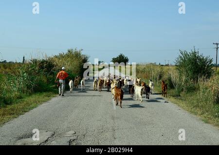 Poros, Griechenland - 18. September 2016: Unbekannter Ziege Herder mit Ziegen auf die ländliche Straße in Evros Bereich Stockfoto