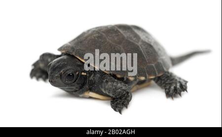 Europäische Teichschildkröte, auch Europäische Teichschildkröte genannt, Emys orbicularis, 6 Monate alt, vor weißem Hintergrund Stockfoto