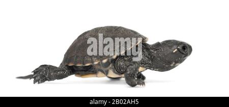 Europäische Teichschildkröte, auch Europäische Teichschildkröte genannt, Emys orbicularis, 6 Monate alt, vor weißem Hintergrund Stockfoto