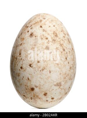 Sarus Crane Egg, Grus antigone, 9,3 cm vor weißem Hintergrund Stockfoto