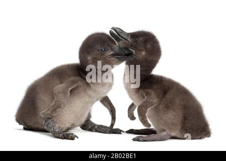 Afrikanische Pinguine, Spheniscus demersus, 3 und 5 Tage alt, vor weißem Hintergrund Stockfoto