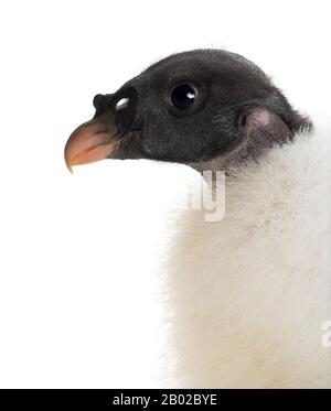 König Vulture, Sarcoramphus papa, 3 Monate alt, vor weißem Hintergrund Stockfoto