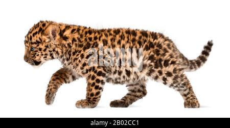 Amur Leopardenkuppe, Panthera pardus orientalis, 9 Wochen alt, vor weißem Hintergrund Stockfoto