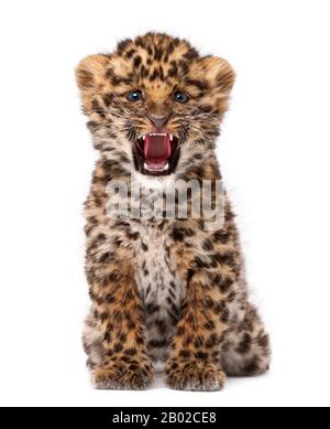 Amur Leopardenkuppe, Panthera pardus orientalis, 9 Wochen alt, brüllt vor weißem Hintergrund Stockfoto