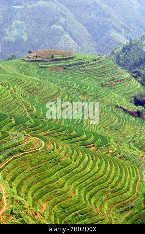 Longji (Dragon's Backbone) Terraced Rice Fields erhielten ihren Namen, weil die Reisterrassen einer Drachenwaage ähneln, während der Gipfel des Gebirges wie das Rückbläschen des Drachen aussieht. Besucher, die auf dem Gipfel des Berges stehen, können sehen, wie sich das Rückbone des Drachen in die Ferne verdreht. Stockfoto