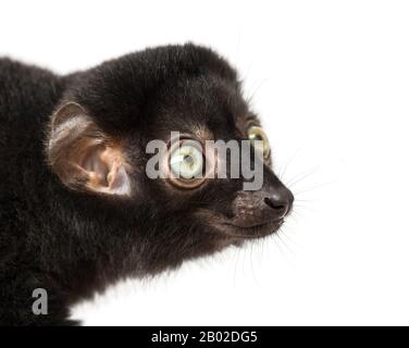 Nahaufnahme eines 3,5 Monate alten Jungen blauäugigen schwarzen Lemurs, isoliert auf Weiß Stockfoto