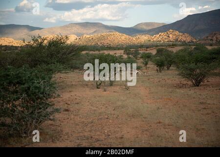 Erongo Mountains Nature Conservancy Stockfoto
