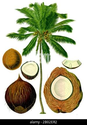 Deutschland: "Cocos nucifera - Coconut". Illustration aus Köhlers Medizinal Pflanzen von Franz Eugen Köhler (1863-1914), 1897. Die Kokospalme gehört zur Familie der Arecaceae (Palmenfamilie). Es ist die einzige zugelassene Art der Gattung Cocos. Der Begriff Kokos kann sich auf die gesamte Kokospalme beziehen, den Samen oder die Frucht, die botanisch eine Drupe ist, keine Nuss. Die Schreibweise Cocoanut ist eine archaische Form des Wortes. Der Begriff leitet sich von portugiesischem und spanischem Kokos aus dem 16. Jahrhundert ab, was „Kopf“ oder „Schädel“ bedeutet, von den drei Einbuchtungen auf der Kokosnussschale, die Gesichtszüge ähneln. Stockfoto