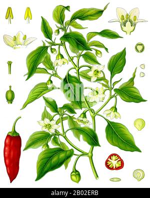 Deutschland: "Capsicum annuum - Paprika". Illustration aus Köhlers Medizinal Pflanzen von Franz Eugen Köhler (1863-1914), 1897. Paprika ist ein Gewürz, das aus gemahlenen, getrockneten Früchten von Capsicum annuum, entweder Paprika- oder Chili-Pfeffersorten oder Mischungen daraus hergestellt wird. Paprika wird oft mit Ungarn in Verbindung gebracht, wie es in der ungarischen Küche üblich ist. Spanien und Portugal führten Capsicum annuum aus Amerika in die Alte Welt ein. Der spanische pimentón, wie er dort genannt wird, hat oft einen rauchigen Geschmack, weil die Spanier ihn trocknen. Einige Versionen von Paprika und pimentón werden geraucht. Stockfoto