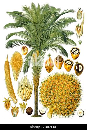 Palmöl (auch dendê-Öl, von Portugiesisch) ist ein essbares Pflanzenöl, das aus dem Mesokarp (rötliches Fruchtfleisch) der Frucht der Ölpalmen, vornehmlich der afrikanischen Ölpalme Elaeis guineensis, gewonnen wird. Und in geringerem Maße von der amerikanischen Ölpalme Elaeis oleifera und der maripa-palme Attalea maripa. Palmöl ist eine häufige Kochzutat im tropischen Gürtel Afrikas, Südostasiens und Teilen Brasiliens. Seine Verwendung in der kommerziellen Lebensmittelindustrie in anderen Teilen der Welt wird durch die geringeren Kosten und die hohe oxidative Stabilität (Sättigung) des raffinierten Produkts bei der Verwendung für Fryin aufgewütet Stockfoto