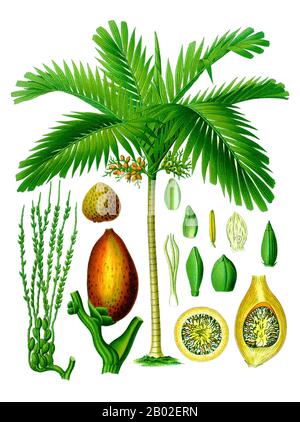 Areca catechu ist die Areca-Palme oder Areca-Nuss-Palme Betel-Palme, Filipino: Bunga, Indonesien/Malaiisch: Pinang, Malaysia: അടക്ക adakka, Kannada: ಅಡಿಕೆ Adyke), eine Palmenart, die in weiten Teilen des tropischen Pazifiks, Asiens und in Teilen Ostafrikas wächst. Die Palme hat ihren Ursprung entweder in Indonesien/Malaysia oder auf den Philippinen. Areca leitet sich von einem lokalen Namen von der Malabarküste Indiens ab und Catechu ist von einem anderen malaiischen Namen für diese Palme, Caccu. Diese Palme wird oft als Betelbaum bezeichnet, da ihre Frucht, die Areca-Nuss, oft zusammen mit dem Betelblatt, einem Blatt aus einem VI, gekaut wird Stockfoto
