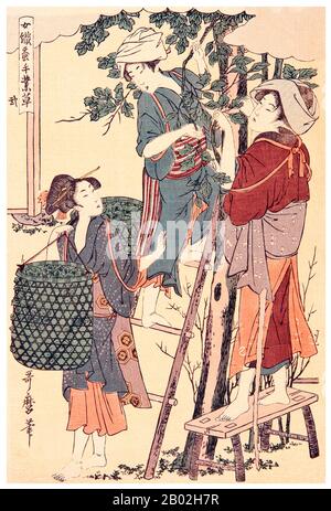 2. "Pflücken von Maulbeerblättern", die eine Frau auf einem Stand und eine Frau auf einer Leiter darstellen, die Maulbeerblätter pflückt, eine andere Frau, die sie in einem Korb sammelt. Kitagawa Utamaro (ca. * 1750-31.Oktober, 15763) war ein japanischer Druckerei-Maler, der als einer der größten Künstler von Holzholzdrucken (ukiyo-e) gilt. Er ist vor allem für seine meisterhaft zusammengestellten Studien von Frauen bekannt, die als Bijinga bekannt sind. Er produzierte auch Naturstudien, insbesondere illustrierte Bücher von Insekten. Stockfoto