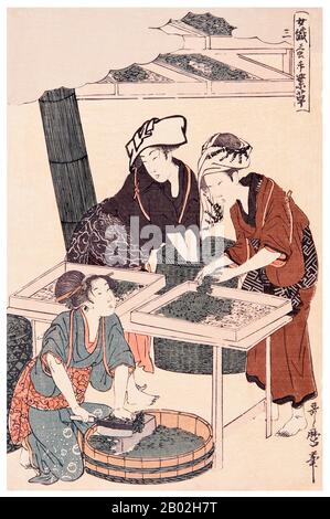 3. "Die Seidenraupen füttern", zeigt ein Mädchen, das die Maulbeerblätter auf einem Block im Vordergrund würfelt, während zwei andere die Würmer auf Tabletts im Hintergrund füttern. Kitagawa Utamaro (ca. * 1750-31.Oktober, 15763) war ein japanischer Druckerei-Maler, der als einer der größten Künstler von Holzholzdrucken (ukiyo-e) gilt. Er ist vor allem für seine meisterhaft zusammengestellten Studien von Frauen bekannt, die als Bijinga bekannt sind. Er produzierte auch Naturstudien, insbesondere illustrierte Bücher von Insekten. Stockfoto