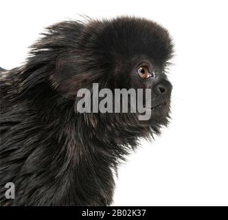 Nahaufnahme eines Goeldis Marmoseprofil, der 7 Jahre alte Callimico goeldii, isoliert auf Weiß Stockfoto