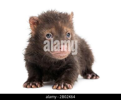 Baby Bushdog liegen, Speothos venaticus, 2 Monate alt, isoliert auf weiß Stockfoto