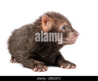 Baby Bushdog liegen, Speothos venaticus, 2 Monate alt, isoliert auf weiß Stockfoto