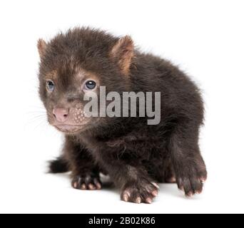 Vorderansicht eines zwei Monate alten, auf Weiß isolierten Babybuchhundes mit Blick auf die Kamera, Speothos venaticus Stockfoto