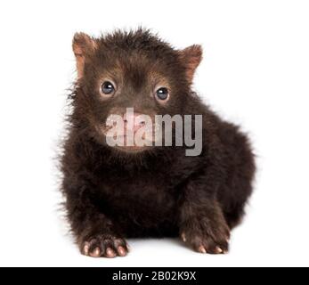 Vorderansicht eines kleinen Bushdogs, mit Blick auf die Kamera, Spothos venaticus, 2 Monate alt, isoliert auf Weiß Stockfoto