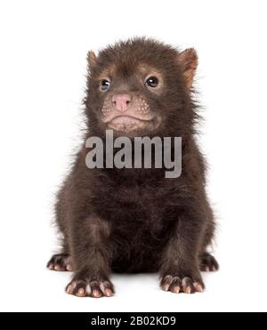 Vorderansicht eines Baby-Bushdog-Sitzens, Speothos venaticus, 2 Monate alt, isoliert auf Weiß Stockfoto