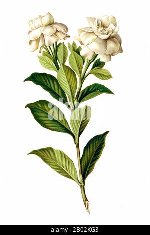 Gardenia jasminoides, (Gemeine Gardenia, kapjasmin oder kap-jessamin) ist eine immergrüne blühende Pflanze der Familie Rubiaceae. Sie stammt aus Asien und wächst am häufigsten in Vietnam, Südchina, Taiwan, Japan, Myanmar und Indien. Mit ihren glänzend grünen Blättern und stark duftenden weißen Sommerblumen ist sie in Gärten in warm gemäßigten und subtropischen Klimazonen und als Hauspflanze in gemäßigten Regionen weit verbreitet. Es ist seit mindestens tausend Jahren in China im Anbau und wurde Mitte des 18. Jahrhunderts in englische Gärten eingeführt. Viele Sorten wurden gezüchtet Stockfoto