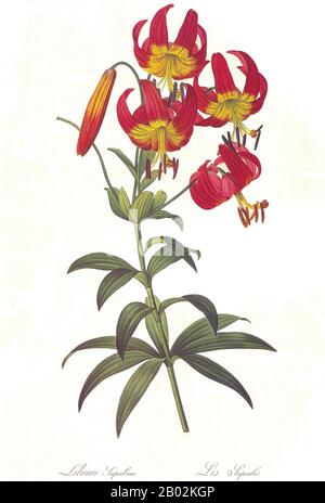 Lilium (Mitglieder davon echte Lilienblätter) ist eine Gattung von krautigen, aus Birnen wachsenden Pflanzen, die alle mit großen auffälligen Blumen bewachsen sind. Lilien sind eine Gruppe von blühenden Pflanzen, die in der Kultur und Literatur in weiten Teilen der Welt wichtig sind. Die meisten Arten sind auf der gemäßigten Nordhalbkugel heimisch, obwohl ihre Reichweite bis in die nördlichen Subtropen reicht. Viele andere Pflanzen haben "Lilie" in ihrem gemeinsamen Namen, sind aber nicht verwandt mit echten Lilien. Stockfoto