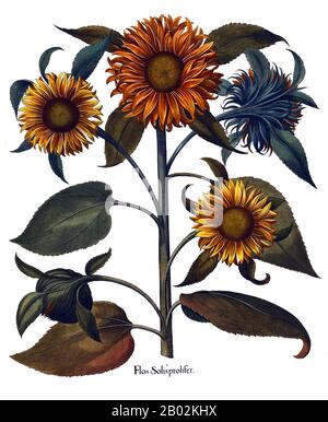 Helianthus (Sonnenblume) ist eine Pflanzenfamilie, die etwa 52 Arten in der Familie der Asteraceae umfasst, die alle in Nordamerika beheimatet sind. Der verbreitete Name "Blume" gilt auch für die beliebte jährliche Art Helianthus annuus. Diese und andere Arten, insbesondere Jerusalemer Artischocken (H. tuberosus), werden in gemäßigten Gebieten als Nahrungs- und Zierpflanzen kultiviert. Die Gattung ist eine von vielen der Asteraceae, die als Sonnenblumen bekannt sind. Technisch unterscheidet man sich dadurch, dass die Strahlblüten, wenn sie vorhanden sind, steril sind, und durch das Vorhandensein auf den Scheibenblumen eines pappus, der von ist Stockfoto