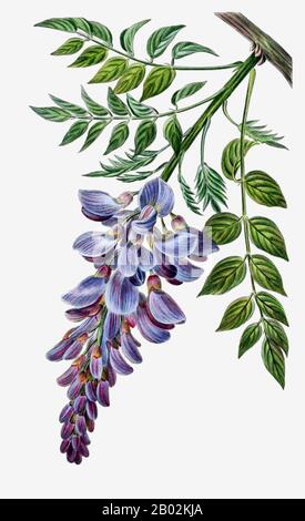 Wisteria (auch Wistaria oder Wysteria geschrieben) ist eine Gattung von blühenden Pflanzen in der Familie der Erbsen, Fabaceae, die zehn Arten von holzigen Kletterreben umfasst, die in den östlichen Vereinigten Staaten und in China, Korea und Japan heimisch sind. Einige Arten sind beliebte Zierpflanzen, vor allem in China und Japan. Stockfoto