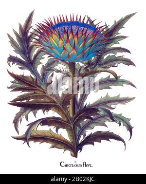 Basilius Besler (1561-1629) war ein angesehener Nürnberger Apothecär und Botaniker, der vor allem für seine monumentale botanische Studie Hortus Eystettenis, 1613, bekannt ist. Er war Kurator des Gartens von Johann Konrad von Gemmingen, Fürstbischöfe von Eichstätt in Bayern. Der Bischof war ein begeisterter Botaniker, der große Freude aus seinem Garten herleitete, der Hortus Botanicus Leiden unter den frühen europäischen Botanischen Gärten außerhalb Italiens rivalisierte. Stockfoto