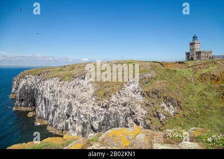 Der Leuchtturm von Stevenson, Isle of May, Schottland Stockfoto