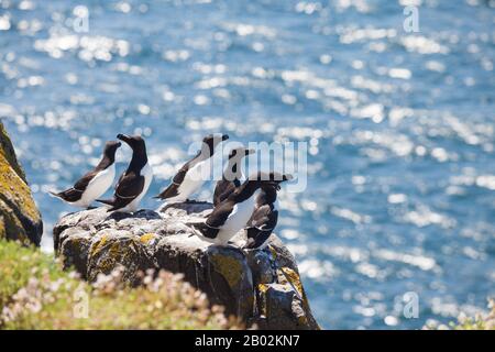 Eine Gruppe von Razorbills an den Klippen der Insel May, Schottland. Stockfoto