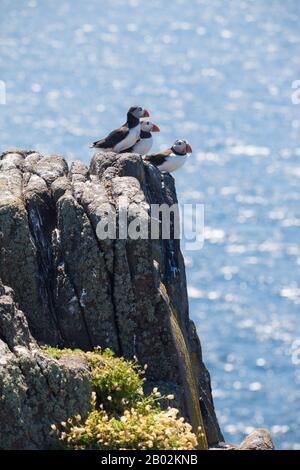 Eine Gruppe von Puffins auf der Insel May Schottland Stockfoto