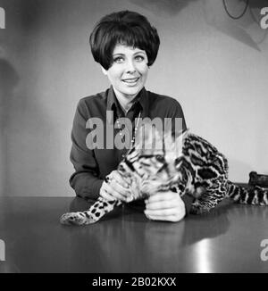 Ann Ladiges, deutsche Fernsehsagerin, Autorin und Drehbuchschreiberin, mit einem Ozelot bei einer Fotosession im Studio Hamburg, Deutschland 1960er Jahre. Die deutsche Fernsehmoderatorin, Autorin und Drehbuchautorin Ann Ladiges bei einem Fotoshooting mit n ocelot im TV-Studio in Hamburg, Deutschland 1960er Jahre. Stockfoto