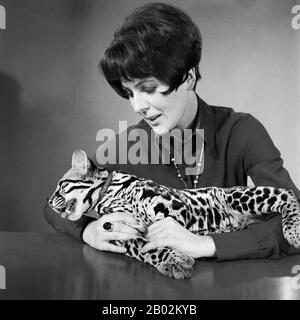 Ann Ladiges, deutsche Fernsehsagerin, Autorin und Drehbuchschreiberin, mit einem Ozelot bei einer Fotosession im Studio Hamburg, Deutschland 1960er Jahre. Die deutsche Fernsehmoderatorin, Autorin und Drehbuchautorin Ann Ladiges bei einem Fotoshooting mit n ocelot im TV-Studio in Hamburg, Deutschland 1960er Jahre. Stockfoto