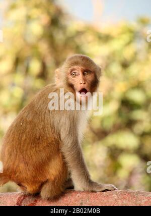 Überrascht Affe am Swayambhu Nath Tempel, Kathmandu, Nepal. Stockfoto