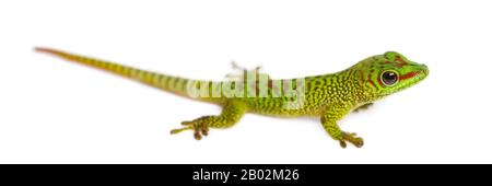 Seitenansicht eines madagassischen Riesentaggeckos, Phelsuma madagascariensis grandis, isoliert auf Weiß Stockfoto