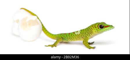 Seitenansicht eines madagassischen Riesentaggeckos neben Eiern, aus denen er ausbrütet, Phelsuma madagascariensis grandis, isoliert auf Weiß Stockfoto