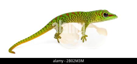 Seitenansicht eines madagassischen Riesentaggeckos auf Eiern, aus denen er ausbrütete, Phelsuma madagascariensis grandis, isoliert auf Weiß Stockfoto