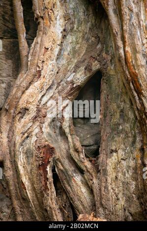 Kambodscha: Ein versteckter Kopf blickt durch die Wurzeln eines der berühmten Bäume von Ta Prohm, die über den Ruinen wachsen, Angkor. TA Prohm wurde größtenteils im späten 12. Und frühen 13. Jahrhundert im Bayon-Stil erbaut. Es wurde vom Khmer König Jayavarman VII als buddhistisches Kloster und Universität Mahayana gegründet. Die Bäume, die aus den Ruinen wachsen, sind das markanteste Merkmal von Ta Prohm. Zwei Arten dominieren, die größere ist entweder der Seide-Baumwolle-Baum (Ceiba pentandra) oder Thitpok (Tetrameles nudiflora), die kleinere ist entweder die Würgerfeige (Ficus gibbosa) oder Goldapfel (Diospyros decandra). Stockfoto